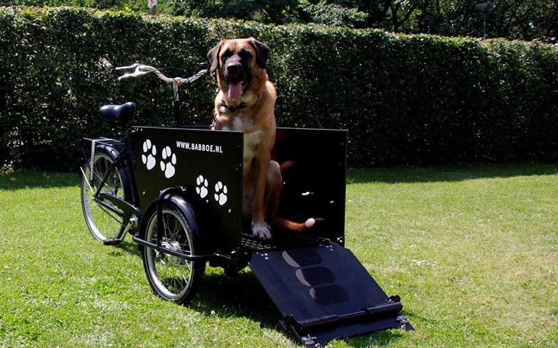 Vélo cargo pour transport chien